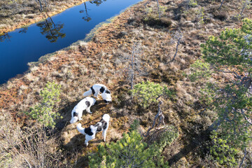 Seli Bog, Estonia - May 04 2025: Happy Landseer Dogs Enjoying a Bog walk at Seli Mire. Spring Morning in Scenic Wetland with Peat Moss, Swamp Grass, and Reflections in bog pool. View from tower.