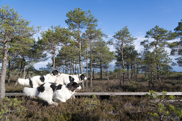 Seli Bog, Estonia - May 04 2025: Happy Landseer Dogs Enjoying a Bog walk at Seli Mire. Spring Morning in Scenic Wetland with Peat Moss, Swamp Grass, and Reflections in bog pool.