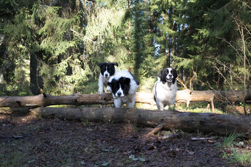Estonia - May 03 2025:  Bright spring morning in Kakerdaja Mire – three joyful Landseer dogs leaping over fallen tree trunks in a wild, scenic wetland landscape full of energy and natural beauty.