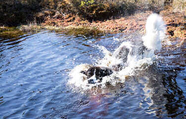 Estonia - May 04 2025: Bright spring morning in Kakerdaja Mire – a joyful Landseer dog leaps into a bog pool, surrounded by wild nature and the scenic beauty of Estonia's vibrant wetland landscape.