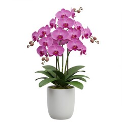 Pink Orchid Plant in White Pot