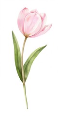 Pastel coquette pink tulip illustration watercolor flower.