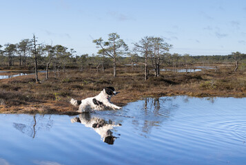 Estonia - May 04 2025: Bright spring morning in Kakerdaja Mire – a joyful Landseer dog leaps into a bog pool, surrounded by wild nature and the scenic beauty of Estonia's vibrant wetland landscape.
