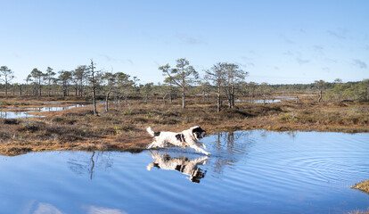 Estonia - May 04 2025: Bright spring morning in Kakerdaja Mire – a joyful Landseer dog leaps into a bog pool, surrounded by wild nature and the scenic beauty of Estonia's vibrant wetland landscape.