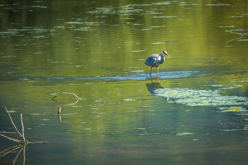 Graureiher bei der Jagd nach Fischen im Bodensee