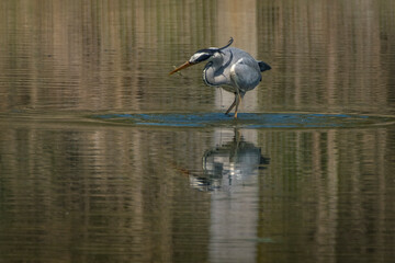 grey heron catching fish at lake constance