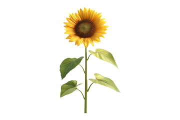beautiful sunflower isolated on transparent background.