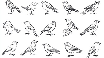 Various bird line drawings