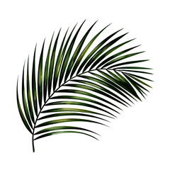 Obraz premium Realistic Watercolor Botanical Art of a Curved Palm Frond 