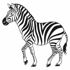 Obraz premium Zebra walking in black and white illustration