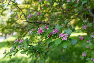 Close-up of blooming pink hawthorn flowers on a branch with green leaves in spring park. Natural floral background with soft sunlight and bokeh.