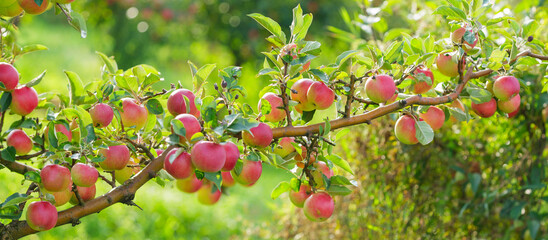 Ripe red apples hanging on tree in orchard garden