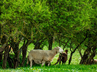 Kleine Schafherde auf der Weide im Fr&uuml;hjahr