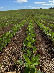 Growing Soybean Plantation