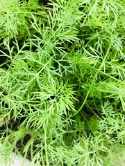 Fresh green herbs growing in a cozy indoor garden