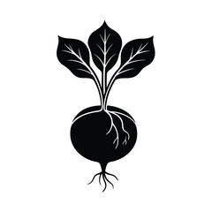 Single Turnip Plant with White Root