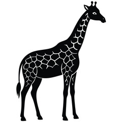 Obraz premium giraffe isolated on white