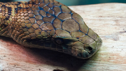 A snake on a branch. An extreme close-up, macro headshot of a madagascan tree boa. The detail and pattern on his head is a mix of symmetrical shapes in a dark brown colour