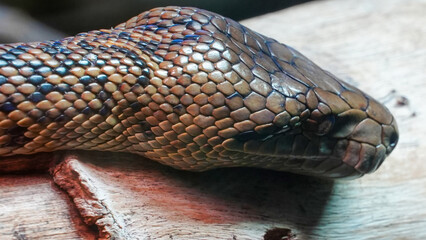 A snake on a branch. An extreme close-up, macro headshot of a madagascan tree boa. The detail and pattern on his head is a mix of symmetrical shapes in a dark brown colour