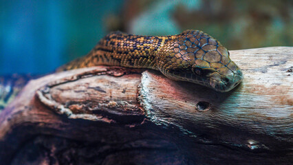 A snaks slithering along a branch. An extreme close-up, macro headshot of a madagascan tree boa. The detail and pattern on his head is a mix of symmetrical shapes in a dark brown colour
