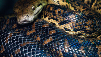 A macro shot of a snake, a madagascan tree boa, coiled, curled up and fast asleep. This dangerous...