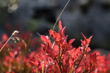 Pitztal, Tirol, Österreich, Alpenlandschaft im Herbst bei Sonnenschein.
