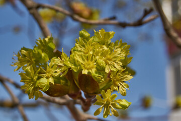 The flower buds of the holly maple are blooming (lat. Acer platanoides). Holly maple is a woody...
