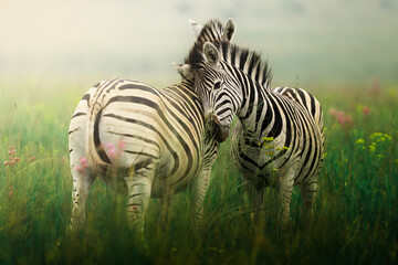 Two zebras stand side by side in a misty field, their striking black-and-white stripes contrast beautifully against the soft bokeh of the natural surroundings; sharp focus highlights their connection 