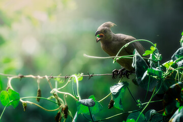 A vibrant Go-Away Bird stands out in its natural habitat, showcasing its bold plumage and distinctive features; sharp focus highlights its intricate details against the soft bokeh of the background.