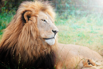 A proud lion gazes intently into the distance, its regal posture and piercing eyes conveying...