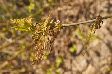 The ash-leaved maple blooms, or American maple (lat. Acer negundo), inflorescences dissolve. Spring.