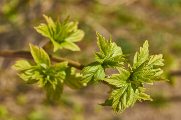 The leaf buds of the ash-leaved maple, or American maple (Lat. Acer negundo). Young leaves appeared. Spring.