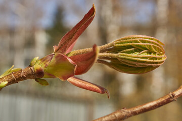 From the leaf buds of the holly maple (Lat. Acer platanoides) the leaves unfolded. Holly maple, or...