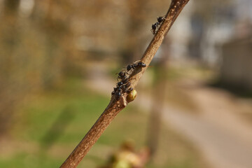Symbiosis of ants and aphids. The ant tickles the aphid with its antennae, and it secretes a drop of sweet liquid. Ants graze and protect aphids from their enemies.