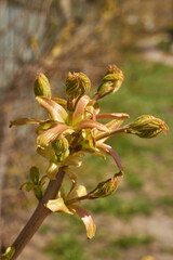 From the leaf buds of the holly maple (Lat. Acer platanoides) the leaves unfolded. Holly maple, or sycamore maple is a woody plant a species of the genus Maple (Acer) of the Sapindaceae family.