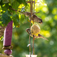 House sparrow bird, Passer domesticus perched on bird feeder containing birdseed.