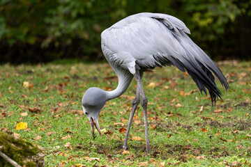 The Blue Crane, Grus paradisea, is an endangered bird