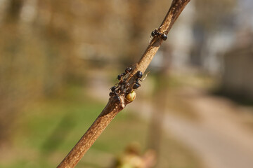 Symbiosis of ants and aphids. The ant tickles the aphid with its antennae, and it secretes a drop...