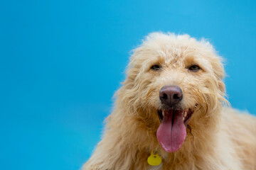 Happy Dog Portrait with Blue Background