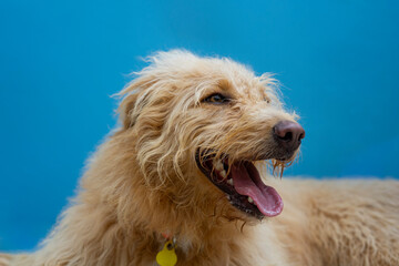 Happy Dog Portrait with Blue Background