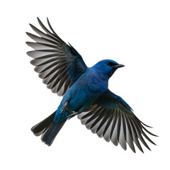 Obraz premium Vibrant Blue Bird Soaring with Wings Spread on transparent background