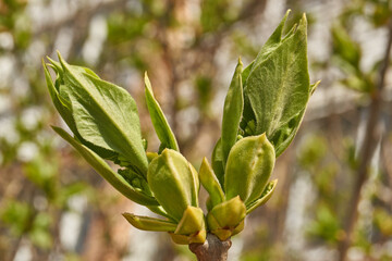 Lilac buds are blooming. Lilac buds (Latin Syringa vulgaris) in the rays of the spring sun. Spring.
