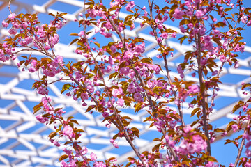 Sakura pink flowers on the tree branch on the pure blue sky and modern architectural frame on background. Springtime blooming in Asia. Japanese.