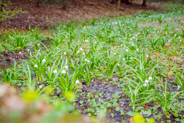 Obraz premium Snowdrop flowers bloom in a forest floor setting