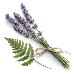 lavender isolated on white background