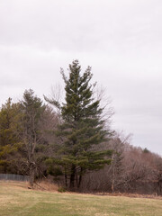 A grassy field with trees