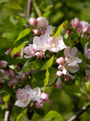 apple tree branch covered with pink flowers, flowering period