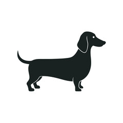 Dachshund Dog With Long Body