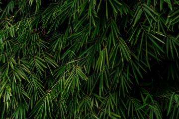 Close-Up of Lush Green Bamboo Leaves in Vibrant Natural Settings