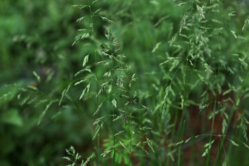 In the meadow among wild grasses in the pasture grows Poa